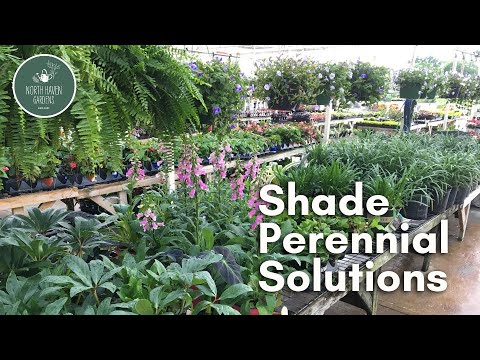 Shade Perennial Solutions