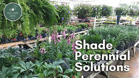 Shade Perennial Solutions 🌿 | Best Low-Light Plants with Rusty Allen at North Haven Gardens