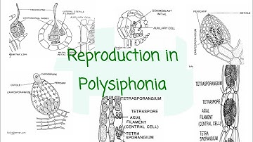 Reproduction in Polysiphonia । Bsc 1st year
