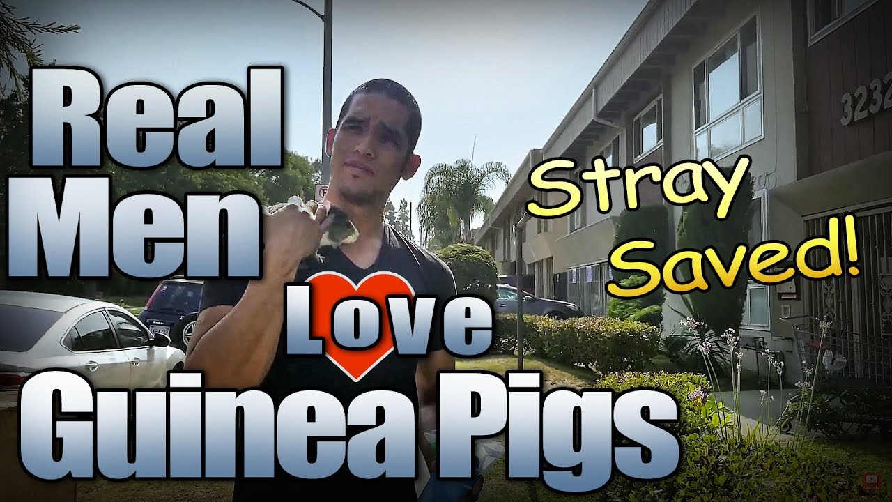 Real Men Love Guinea Pigs - Stray Piggy Saved