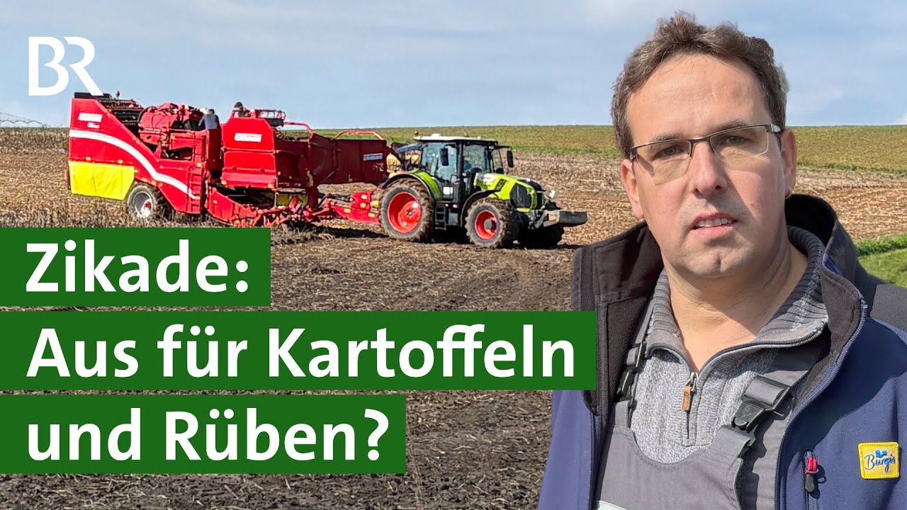Große Schäden bei Kartoffeln und Zuckerrüben: Zikaden übertragen Krankheiten | Unser Land | BR