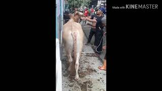 Heboh saat qurban bapa ini kena tendangan sapi