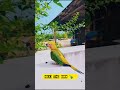 playing with Sony l sun conure birds l  telugu pet lovers l sun conure Chick l  #sunconuremalayalam
