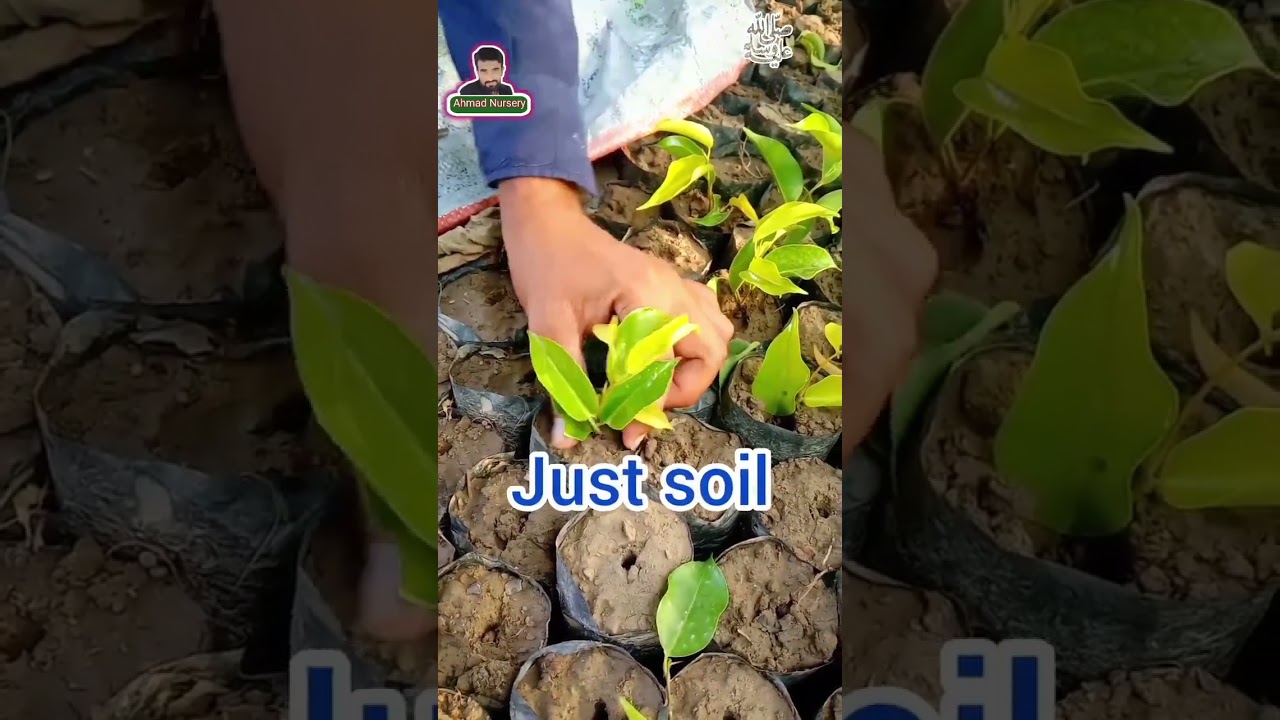 how to grow ficus cutting🌿🌲 / ficus ki cutting kaise lagaye 