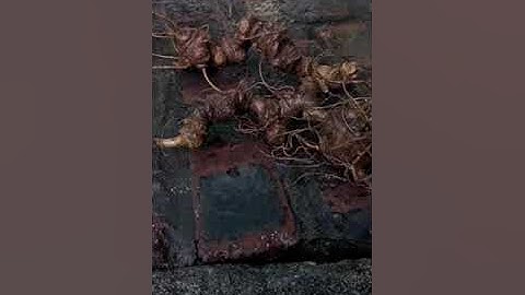 2 củ sâm ngọc linh rừng chuẩn rừng, mỗi củ tầm 15 tuổi, bao kiểm định từng củ 125gram/2 củ giá 8tr