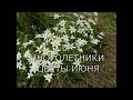 Садовые цветы июня. Многолетники. Видео обзор 16 растений (1 часть).