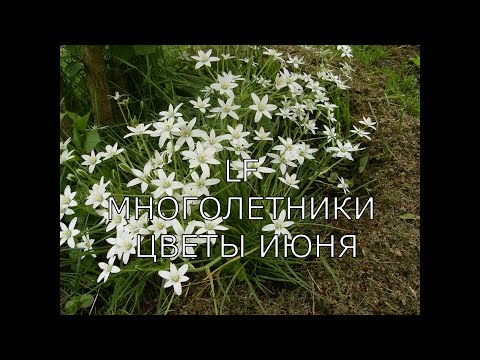 Садовые цветы июня. Многолетники. Видео обзор 16 растений (1 часть).