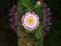 flowers natural #nature #viral #beauty of nature ##song viral #trending 🙏🌹🌺👌💕🙏