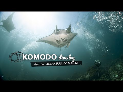 Komodo Diving Day 100 : Ocean full of Manta