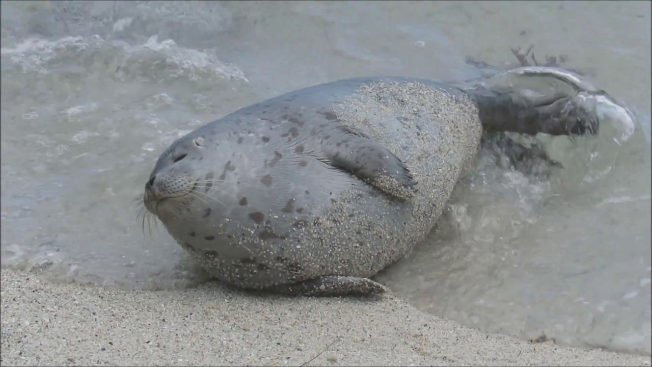 Parade of Plump Pups