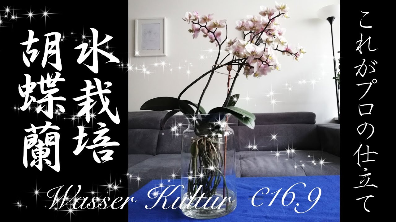 これがプロ仕立て！水栽培の胡蝶蘭