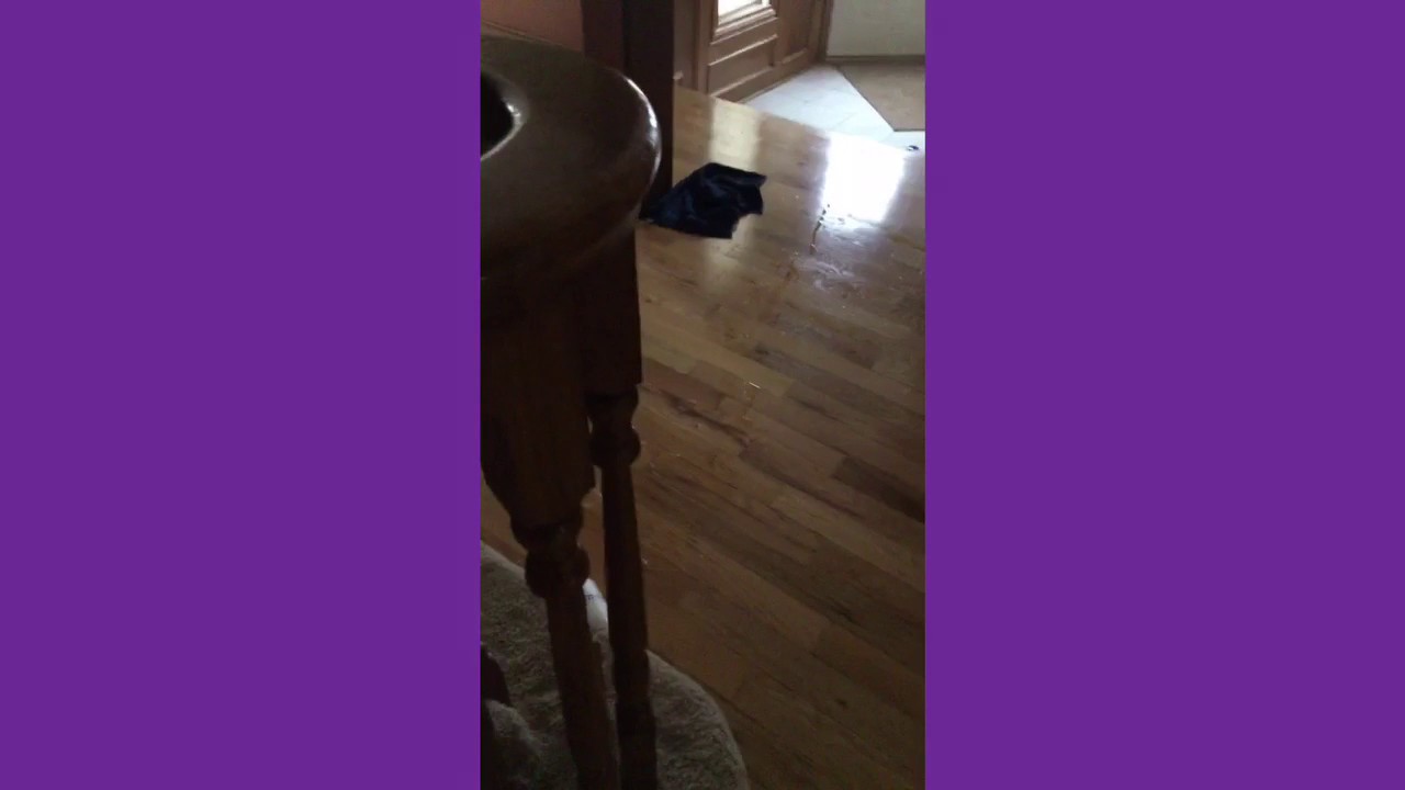 Random Shit pt. 1 - YouTube