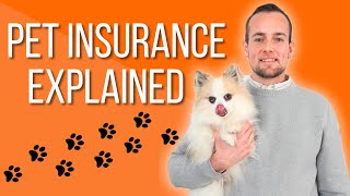 Pet Insurance Explained For Beginners