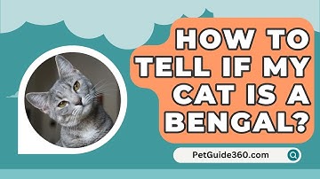 How To Tell If My Cat Is A Bengal? - PetGuide360.com