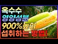 여름대표간식! 옥수수 900% 섭취하는 방법! 옥수수의 놀라운 효능