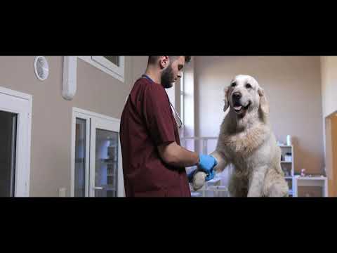 Video: ¿Qué significa DHPP en las vacunas caninas?