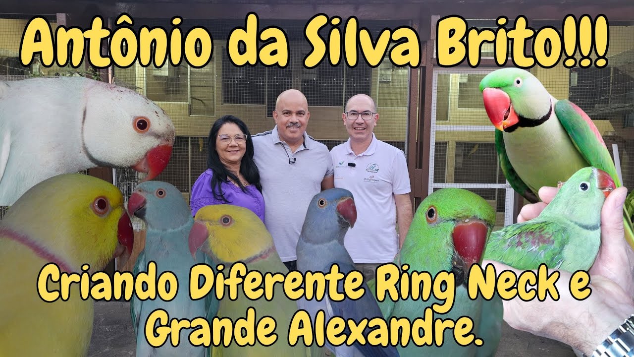 RECANTO DAS AVES COM RESULTADOS EXCEPCIONAIS EM PSITACÍDEOS!!!