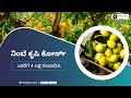 Lemon farming course trailer in kannada  ffreedom app