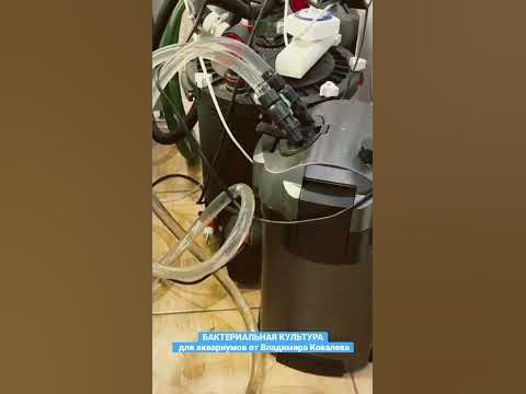🦠 Живые бактерии для аквариума от Владимира Ковалева. #aquarium # ...