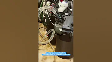 🦠 Живые бактерии для аквариума от Владимира Ковалева. #aquarium  #аквариум #владимирковалев