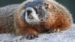 Charming Marmots: Kyrgyzstan's Ground Dwellers #animal2025 #wildlife