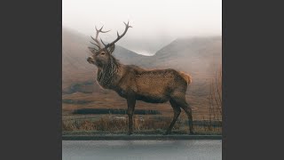 Download Lagu Elk Sounds Download Lagu Elk Sounds