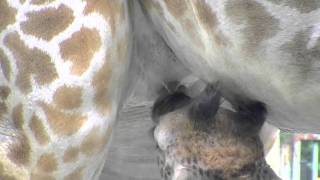キリンの授乳~Giraffe's Baby is drinking mother's milk