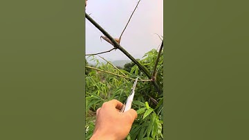 Cắt tỉa tre bonsai #trebonsai