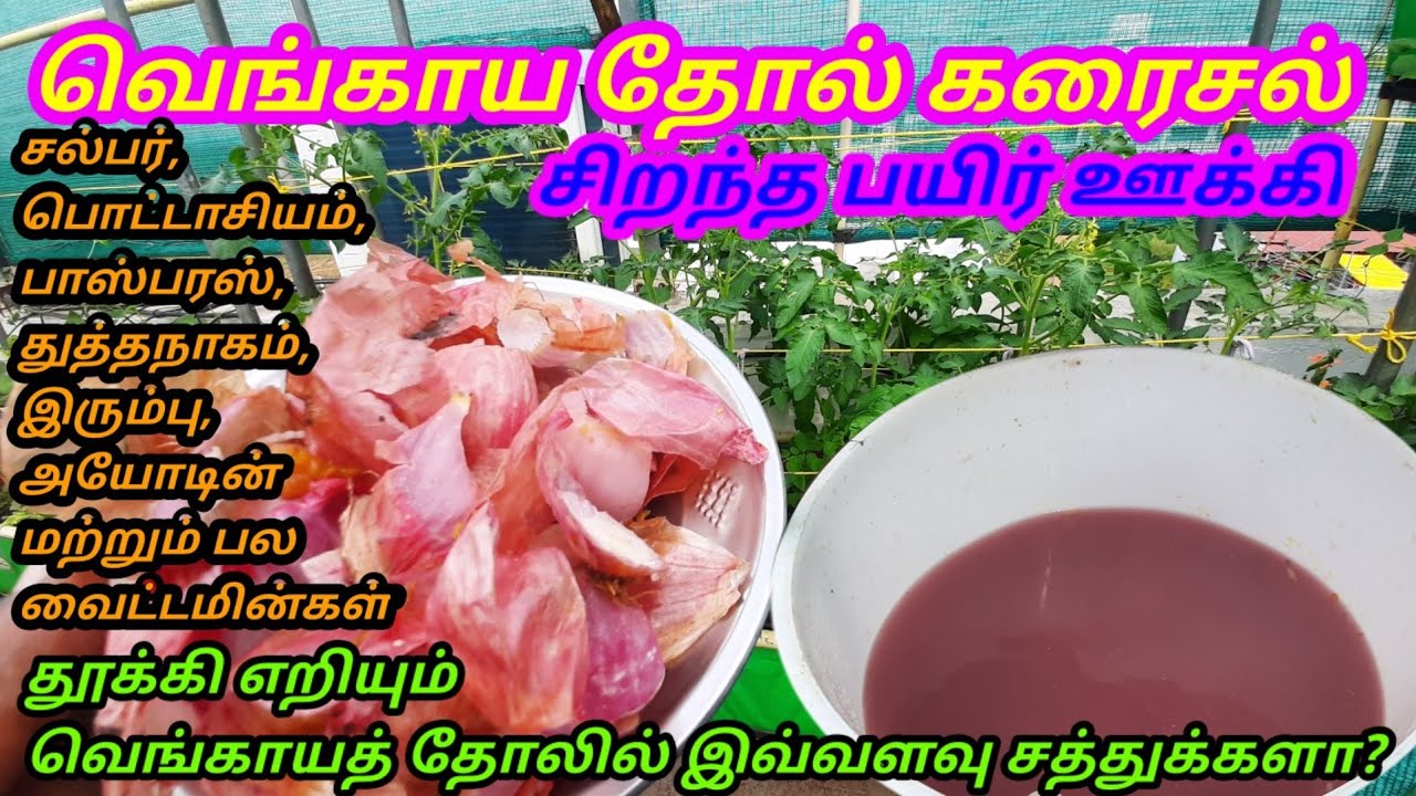 onion peel fertilizer for plants. the best grow booster. வெங்காய தோல்