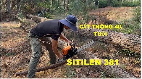 SITILEN 381 hạ gục cây thông mật 40 năm tuổi như thế nào?
