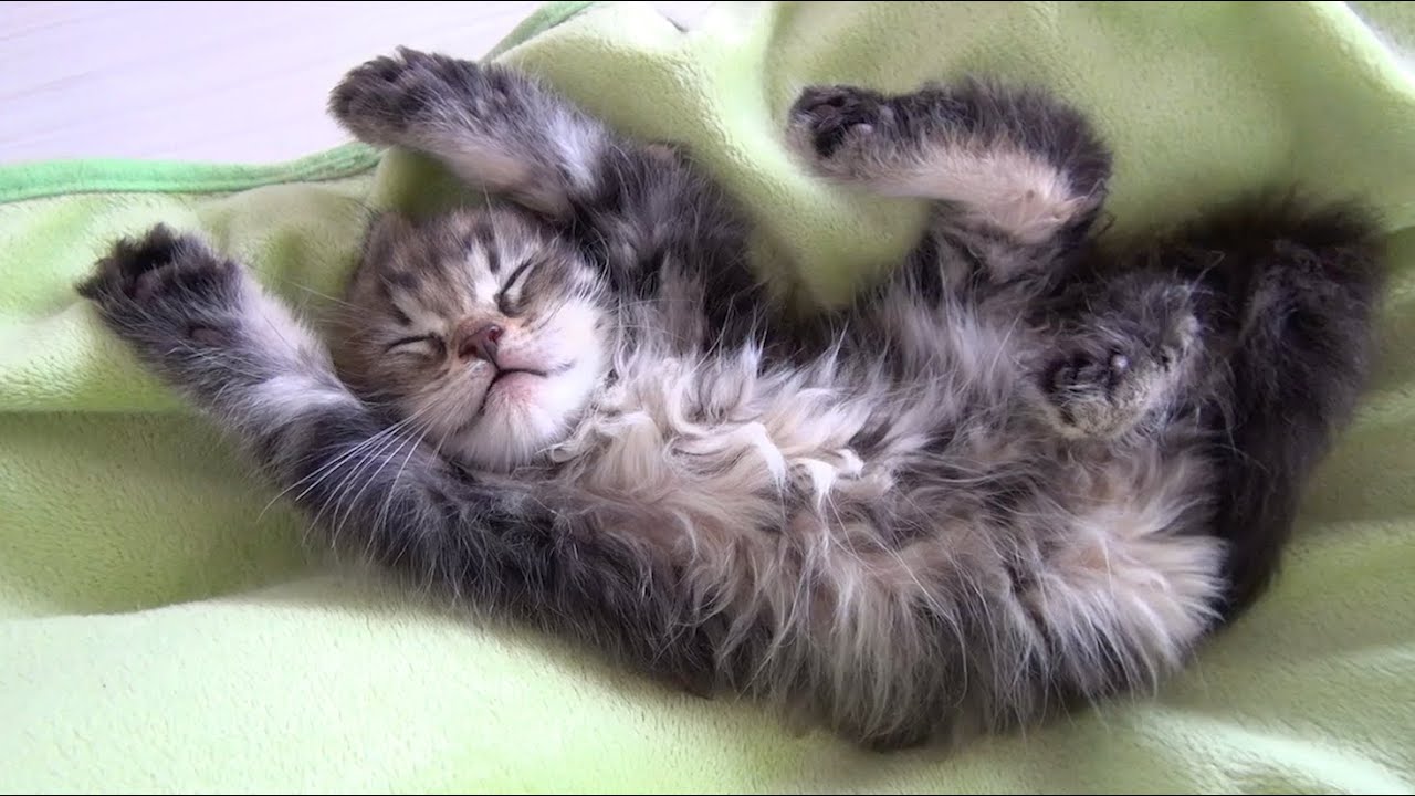 猫藓 9 Cats →10 Cats 可愛い子猫♪