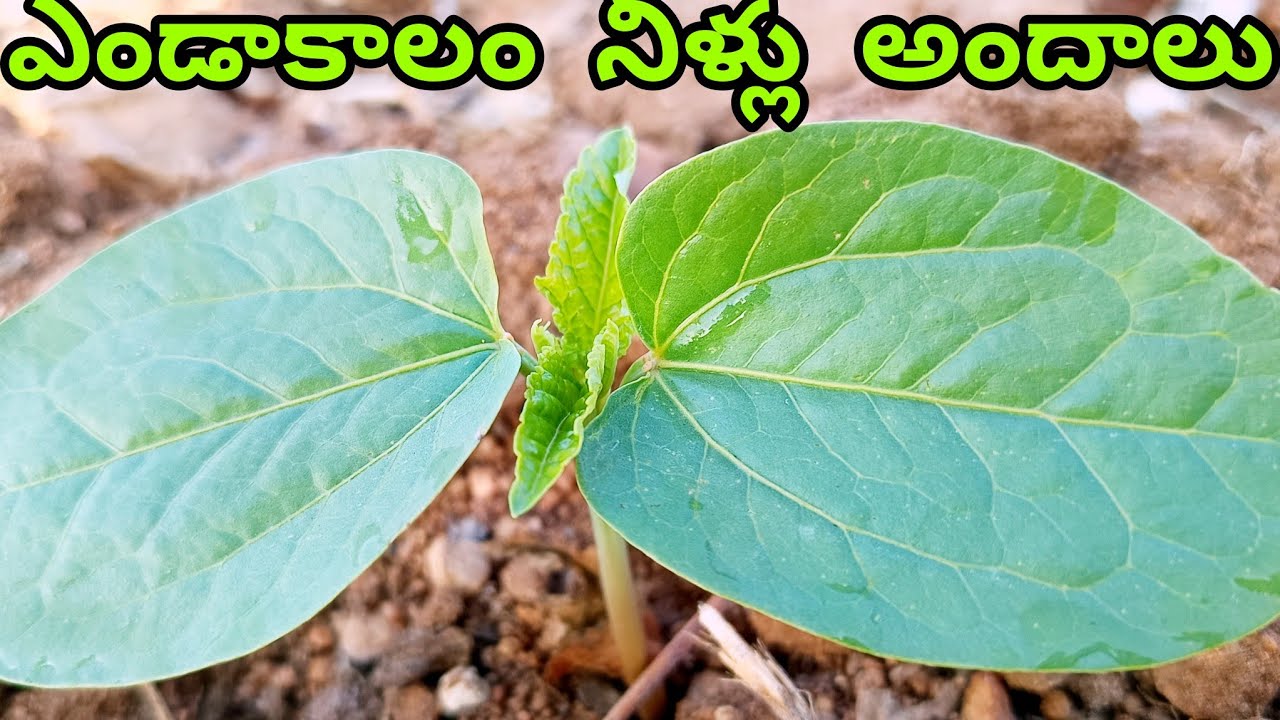 ఎండాకాలం నీళ్ళు కింద అందములు ఎలా ఉంటుందో చూడండి 