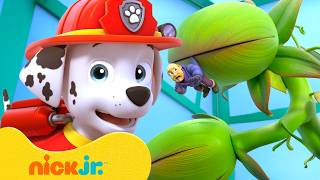marshall meets monster plant paw patrol nick jr