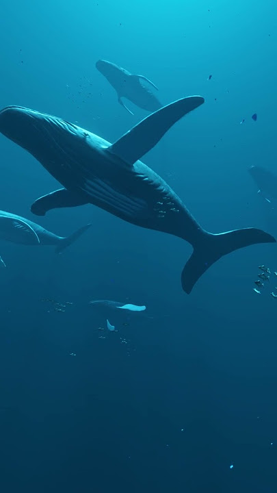 Ballenas = Paz #shorts
