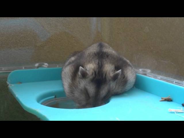 Hamster fall in hole ハムスター、穴にはまる。