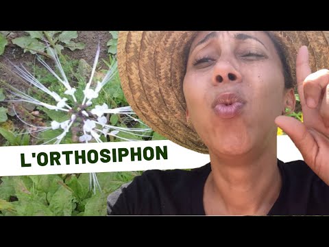 🌱Discover the virtues of orthosiphon: Java tea with exceptional properties