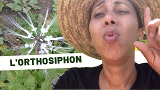 🌱Découvrez Les Vertus De Lorthosiphon : Le Thé De Java Aux Propriétés Exceptionnelles