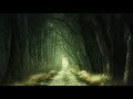 Magical Forest | Drone Aerial View | Royalty Free | Stock Footage | No Copyright Videos