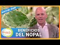 Perder peso y más beneficios del nopal para la salud | Despierta América