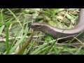 Exploring Slow Worms in the Lake District
