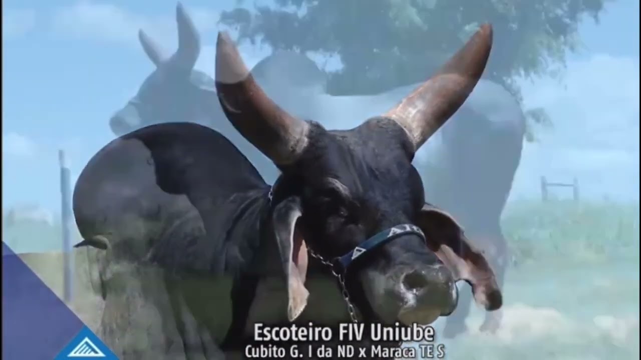 BRUTUS - FLAG 437 - (Escoteiro FIV Uniube x Pitaia da Teot., por Mandrake da Teot.) - Guzerá PO