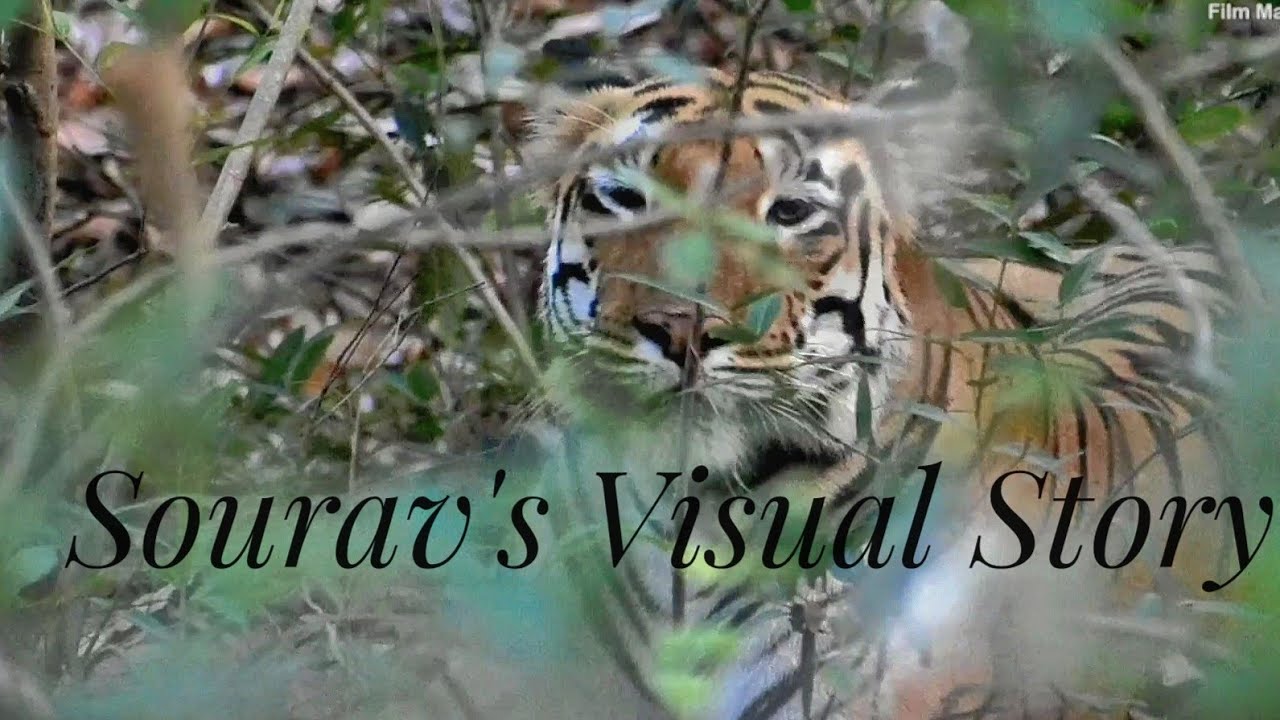 TADOBA ALIZANZA GATE || Tigress Mayuri in Alizanza,Tadoba || TATR