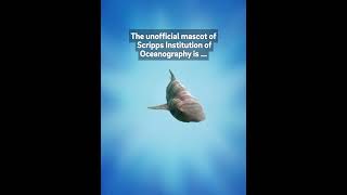 And the unofficial mascot of Scripps Oceanography is ...