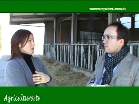 Video: La Possibilità Di Manipolare Il Contenuto Di Acidi Grassi Polinsaturi Delle Carni Bovine: Una Revisione