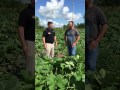 Festival Visits Pumpkin Patch