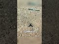 El Arma Ninja Más Pequeña… y Mucho Más Letal de lo Que Imaginas