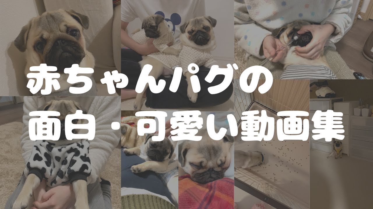 赤ちゃんパグの面白 可愛い動画を集めました 1 さんはるの日常 最強に笑った動画を貼る速報ｗｗw