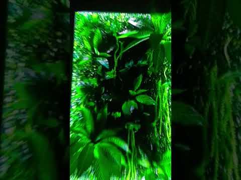 Бюджетная фитостена. 1