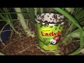 Killing Aphids with Killer Ladybugs!!!