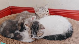 The three kittens get along well and always squeeze together when sleeping